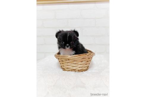 成約済の北海道のミックス犬-142535の2枚目