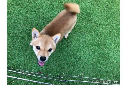 成約済の愛媛県の豆柴-132265の2枚目