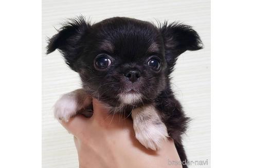 成約済の滋賀県のチワワ(ロングコート)-147151の6枚目