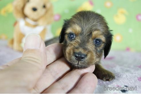 成約済の兵庫県のカニンヘンダックスフンド(ロングヘアード)-147759の3枚目