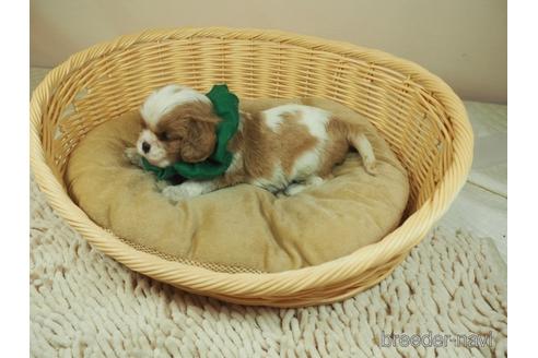 成約済の埼玉県のキャバリアキングチャールズスパニエル-147777の2枚目