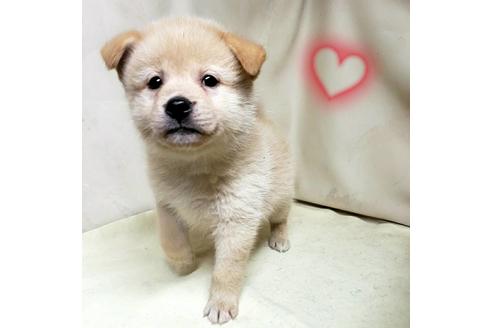成約済の茨城県のミックス犬-145571の1枚目
