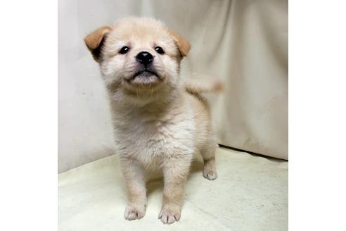 成約済の茨城県のミックス犬-145571の5枚目