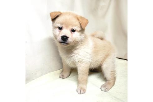 成約済の茨城県のミックス犬-145571の4枚目