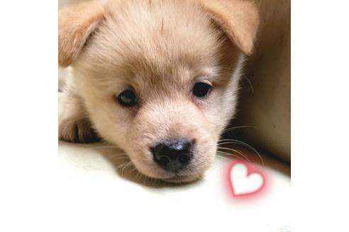 成約済の茨城県のミックス犬-145571の3枚目