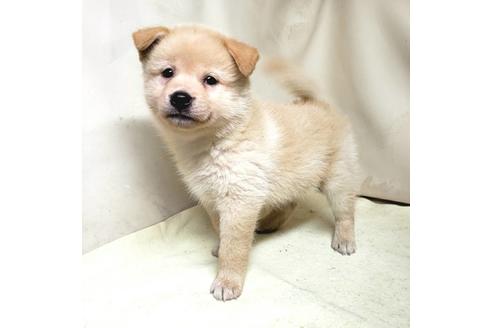 成約済の茨城県のミックス犬-145571の2枚目
