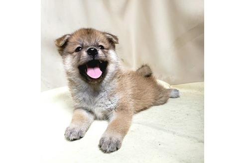 成約済の茨城県のミックス犬-145567の10枚目