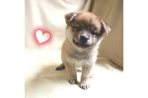 成約済の茨城県のミックス犬-145567の9枚目