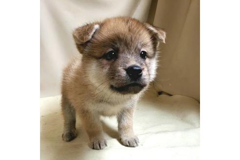 成約済の茨城県のミックス犬-145567の8枚目