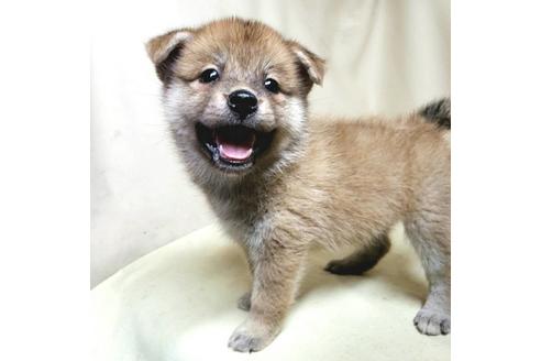 成約済の茨城県のミックス犬-145567の7枚目