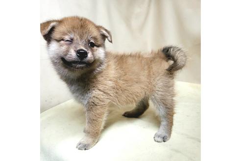 成約済の茨城県のミックス犬-145567の6枚目