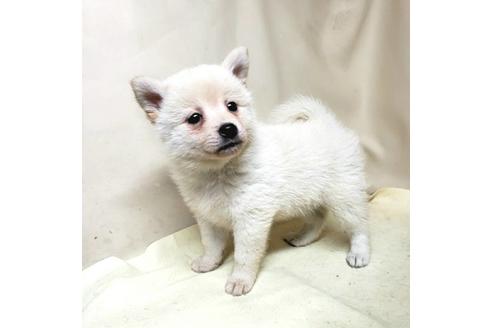 成約済の茨城県のミックス犬-145570の15枚目