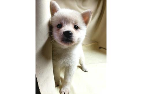 成約済の茨城県のミックス犬-145570の12枚目