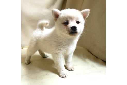成約済の茨城県のミックス犬-145570の11枚目
