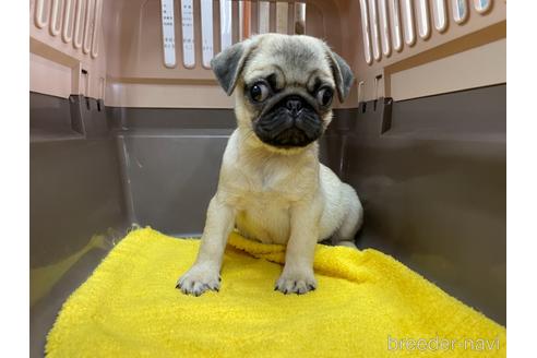 成約済の愛媛県のパグ-147802の2枚目