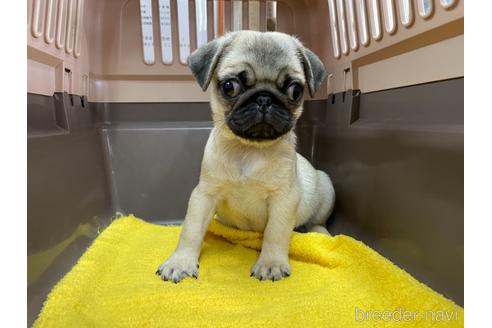 成約済の愛媛県のパグ-147802の1枚目