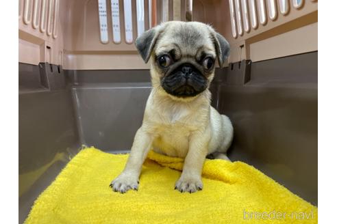 成約済の愛媛県のパグ-147802の3枚目