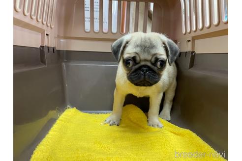 成約済の愛媛県のパグ-147802の4枚目