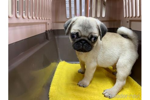 成約済の愛媛県のパグ-147802の5枚目