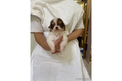 成約済の福岡県のチワワ(ロングコート)-147844の4枚目