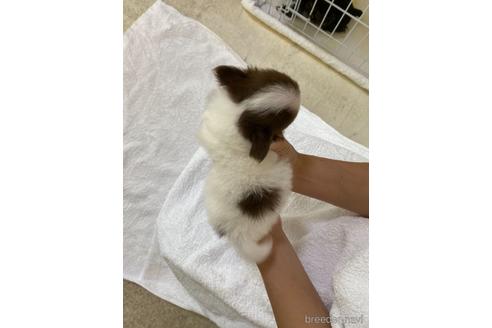 成約済の福岡県のチワワ(ロングコート)-147844の3枚目