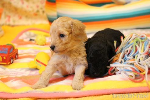 成約済の愛知県のトイプードル-145272の21枚目