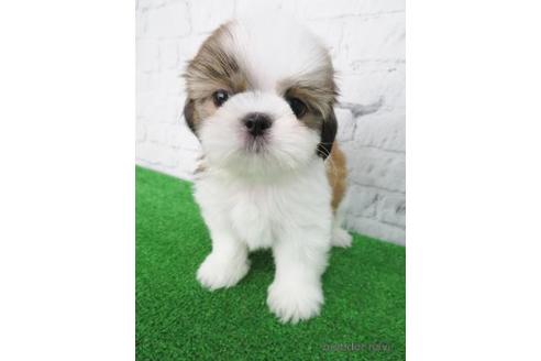 成約済の大阪府のシーズー-147851の1枚目