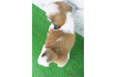 成約済の大阪府のシーズー-147851の5枚目