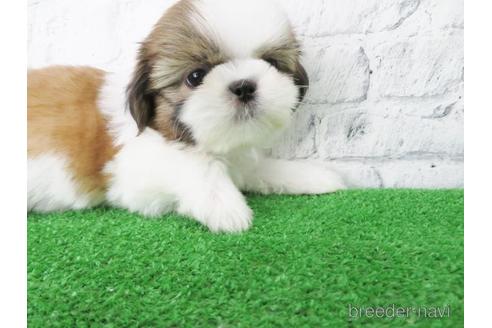 成約済の大阪府のシーズー-147851の3枚目