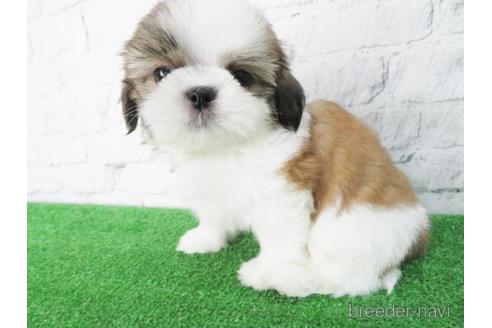 成約済の大阪府のシーズー-147851の2枚目