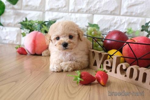 成約済の滋賀県のトイプードル-147858の1枚目