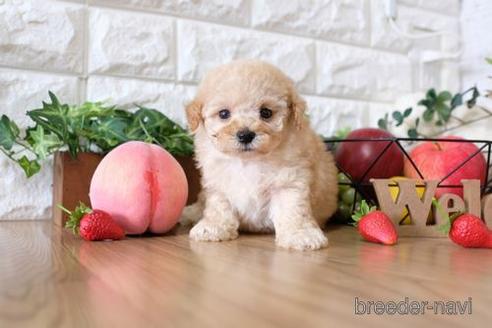 成約済の滋賀県のトイプードル-147858の3枚目