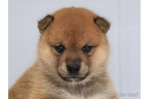 成約済の愛知県の柴犬-147342