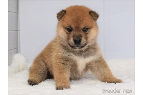 成約済の愛知県の柴犬-147342の6枚目
