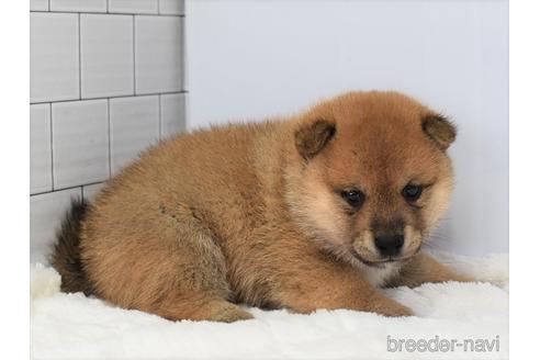 成約済の愛知県の柴犬-147342の5枚目
