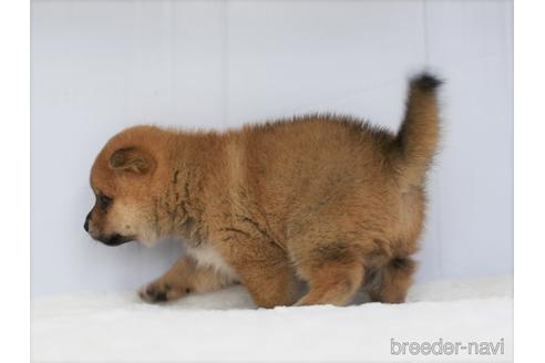 成約済の愛知県の柴犬-147342の3枚目