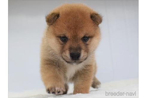 成約済の愛知県の柴犬-147342の2枚目