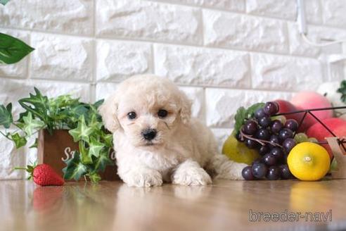 成約済の滋賀県のトイプードル-147876の1枚目