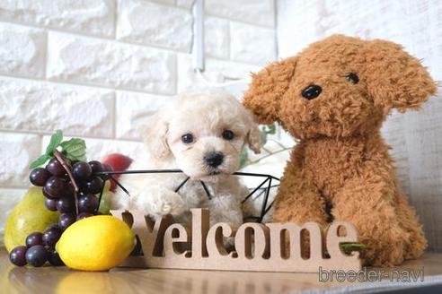 成約済の滋賀県のトイプードル-147876の3枚目