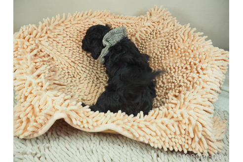 成約済の埼玉県のマルプー:マルチーズ×トイプードル-146107の3枚目