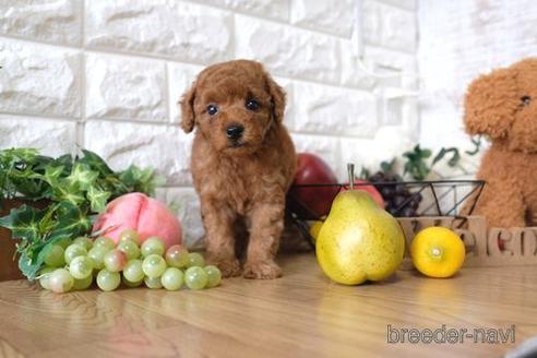 成約済の滋賀県のトイプードル-147886