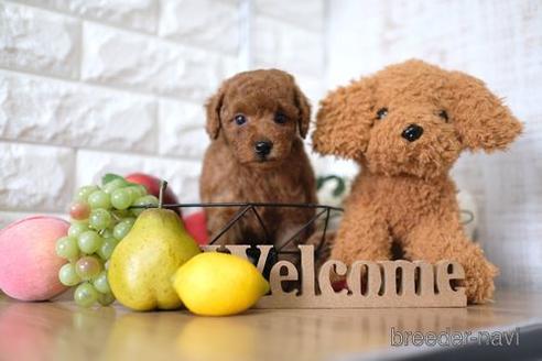 成約済の滋賀県のトイプードル-147886の3枚目