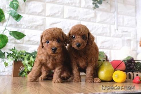 成約済の滋賀県のトイプードル-147886の2枚目