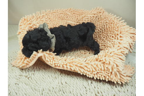 成約済の埼玉県のマルプー:マルチーズ×トイプードル-146107の2枚目