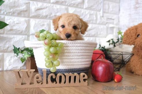 成約済の滋賀県のトイプードル-146078