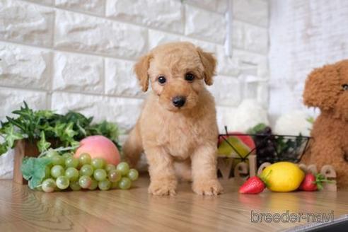 成約済の滋賀県のトイプードル-146078の5枚目