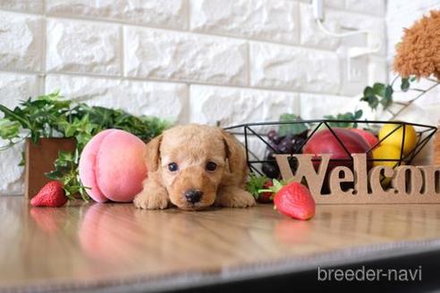 成約済の滋賀県のトイプードル-146078の3枚目