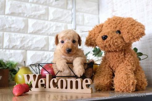 成約済の滋賀県のトイプードル-146078の2枚目