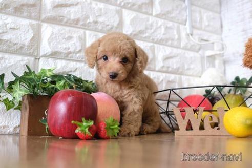 成約済の滋賀県のトイプードル-146080