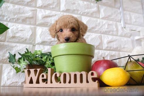 成約済の滋賀県のトイプードル-146080の5枚目